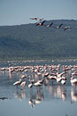  Pink Flamingo In Flight