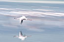 Single  Pink Flamingo In Flight