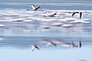 In Flight Pink Flamingo 