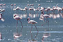 Elegant Pink Flamingo 