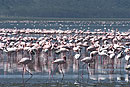 Elegant Pink Flamingo 