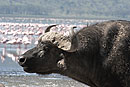 Buffalo & Pink Flamingo 