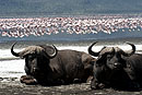 A Pair of Buffalo & Pink Flamingo 