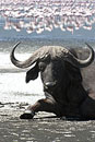 Sitting Buffalo & Pink Flamingo 