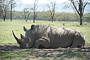 White Rhino Nakuru 