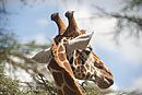 Giraffe Nakuru National Park