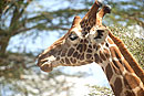 Giraffe Nakuru National Park
