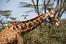Birds on Giraffe one flying off 