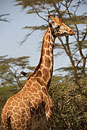 Giraffe Nakuru National Park