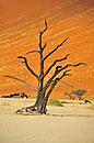 Dead Vlei Drama