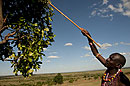 Maasai Moran Safari Guide 