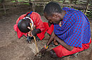 Maasai Moran Making Fire