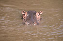 Hippo's by Olonana Camp on the Mara River