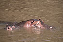Hippo's by Olonana Camp on the Mara River