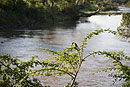 Bird at Olonana Camp on the Mara River