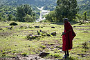 Maasai Moran in the Mara