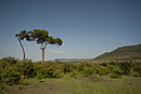 Masai Mara view near Olonana Safari Camp
