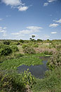 Wetlands Treatment Ponds
