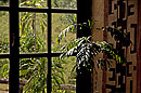 Fern in the Corner at Olonana Safari Camp 