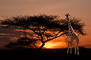 Acacia & Giraffe Sunset
