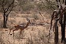 Long Neck Gerenuk