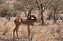 Long Neck Gerenuk