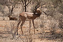 Long Neck Gerenuk