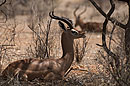 Long Neck Gerenuk