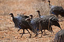 Vulturine Gineafowl Samburu