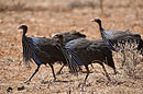 Vulturine Gineafowl Samburu