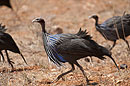 Vulturine Gineafowl Samburu
