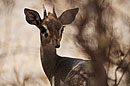 Dik Dik Samburu National Reserve