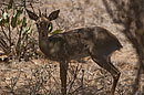 Dik Dik Samburu National Reserve