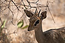 Dik Dik Samburu National Reserve