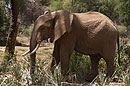 African Elephant Samburu National Reserve
