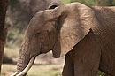 African Elephant Samburu National Reserve