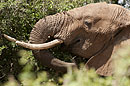 African Elephant Samburu National Reserve