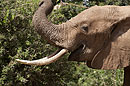 African Elephant Eating Vegetation