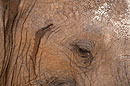 African Elephant Close Up Serenity