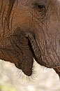 African Elephant Close Up Hairy Lips