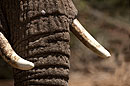 African Elephant Close Up of his Tusks