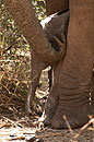 Loving Elephant Mother
