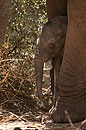 African Elephant Young Calf with Mum