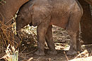 African Elephant Young Calf with Mum
