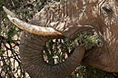 African Elephant Samburu Yummy Tree!