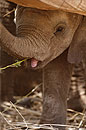 Young Elephant Calf with Pink Tongue