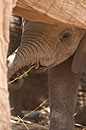 Young Elephant Calf with Pink Tongue