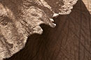 African Elephant Ear