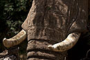 African Elephant Tusks