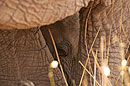 African Elephant Young Calf with Mum
